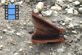 Scene 51_Marpesia coresia on ground close-up